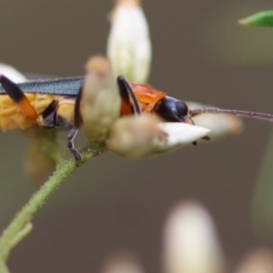 Chauliognathus tricolor at Red Hill to Yarralumla Creek - 16 Mar 2024