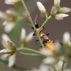 Chauliognathus tricolor at Red Hill to Yarralumla Creek - 16 Mar 2024