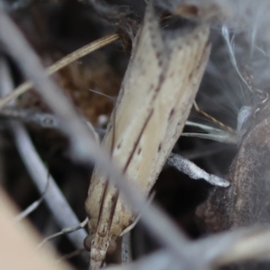 Faveria tritalis at Hughes Grassy Woodland - 13 Mar 2024