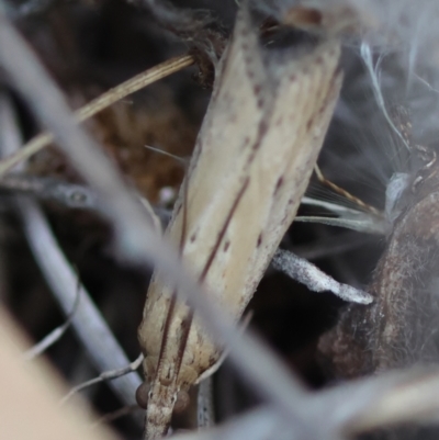 Faveria tritalis (Couchgrass Webworm) at Red Hill to Yarralumla Creek - 13 Mar 2024 by LisaH