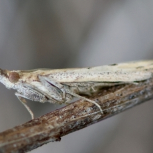 Faveria tritalis at Hughes Grassy Woodland - 13 Mar 2024 06:09 PM