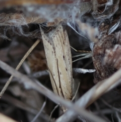 Faveria tritalis at Hughes Grassy Woodland - 13 Mar 2024