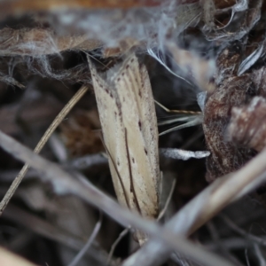 Faveria tritalis at Hughes Grassy Woodland - 13 Mar 2024