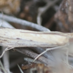 Faveria tritalis at Hughes Grassy Woodland - 13 Mar 2024