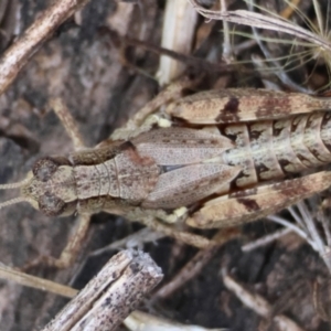 Phaulacridium vittatum at Red Hill to Yarralumla Creek - 13 Mar 2024 05:45 PM