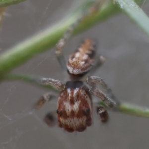 Opisthoncus abnormis at Hughes Grassy Woodland - 13 Mar 2024 06:16 PM