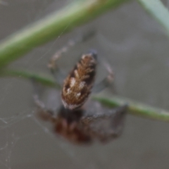 Opisthoncus abnormis at Hughes Grassy Woodland - 13 Mar 2024