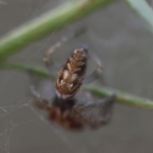 Opisthoncus abnormis at Hughes Grassy Woodland - 13 Mar 2024 06:16 PM