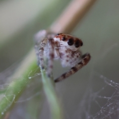 Opisthoncus abnormis at Hughes Grassy Woodland - 13 Mar 2024