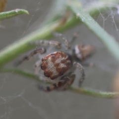 Opisthoncus abnormis at Hughes Grassy Woodland - 13 Mar 2024