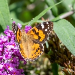 Vanessa kershawi (Australian Painted Lady) at Penrose - 16 Mar 2024 by Aussiegall