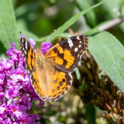 Vanessa kershawi (Australian Painted Lady) at Penrose - 16 Mar 2024 by Aussiegall