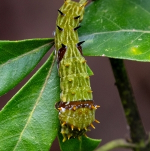 Papilio aegeus at Penrose - 16 Mar 2024