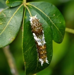 Papilio aegeus at Penrose - 16 Mar 2024