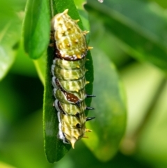 Papilio aegeus at Penrose - 16 Mar 2024