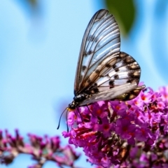 Acraea andromacha (Glasswing) at Wingecarribee Local Government Area - 16 Mar 2024 by Aussiegall