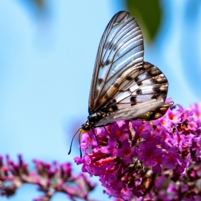 Acraea andromacha (Glasswing) at Wingecarribee Local Government Area - 16 Mar 2024 by Aussiegall