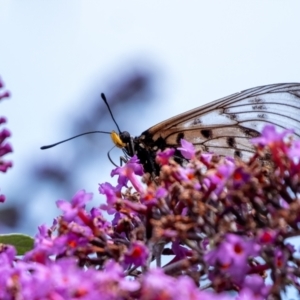 Acraea andromacha at Penrose - 16 Mar 2024 01:24 PM