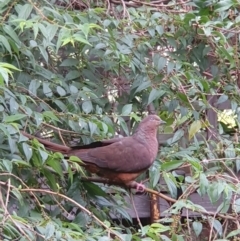 Macropygia phasianella (Brown Cuckoo-dove) at Berry, NSW - 16 Mar 2024 by Megan123