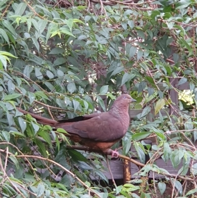 Macropygia phasianella (Brown Cuckoo-dove) at Berry, NSW - 15 Mar 2024 by Megan123