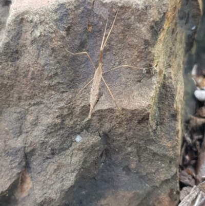 Gerridae sp. (family) at Berry, NSW - 11 Mar 2024 by Megan123