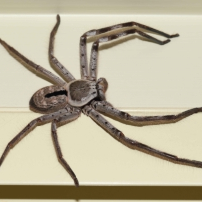 Holconia immanis (Grey Huntsman) at Wellington Point, QLD - 14 Mar 2024 by TimL