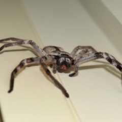 Holconia immanis at Wellington Point, QLD - suppressed