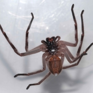 Holconia immanis at Wellington Point, QLD - suppressed