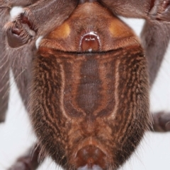 Holconia immanis (Grey Huntsman) at Wellington Point, QLD - 14 Mar 2024 by TimL