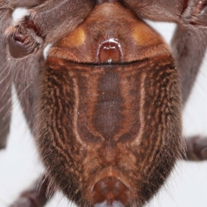 Holconia immanis at Wellington Point, QLD - suppressed