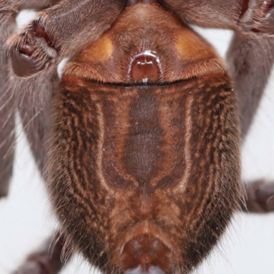 Unidentified Huntsman spider (Sparassidae) at Wellington Point, QLD - 14 Mar 2024 by TimL