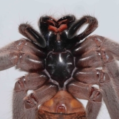 Holconia immanis at Wellington Point, QLD - suppressed