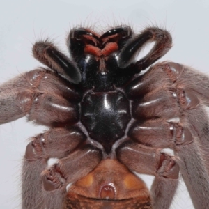 Holconia immanis at Wellington Point, QLD - suppressed