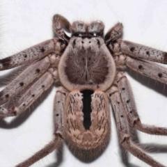 Holconia immanis at Wellington Point, QLD - suppressed