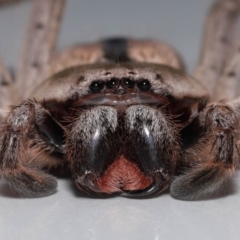 Holconia immanis at Wellington Point, QLD - 14 Mar 2024