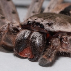 Holconia immanis at Wellington Point, QLD - suppressed