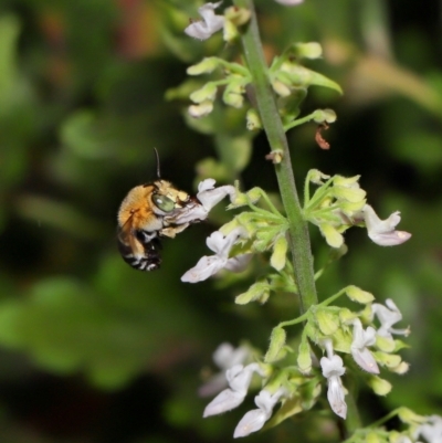 Unidentified Bee (Hymenoptera, Apiformes) at Wellington Point, QLD - 13 Mar 2024 by TimL