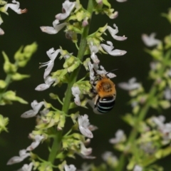 Amegilla sp. (genus) at Wellington Point, QLD - suppressed