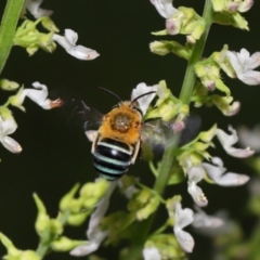 Amegilla sp. (genus) at Wellington Point, QLD - suppressed