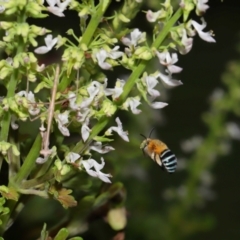 Amegilla sp. (genus) at Wellington Point, QLD - suppressed