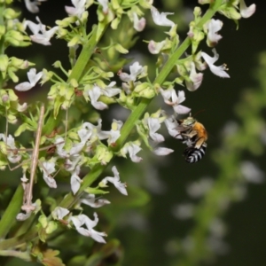 Amegilla sp. (genus) at Wellington Point, QLD - suppressed