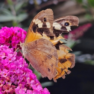 Heteronympha merope at QPRC LGA - 16 Mar 2024