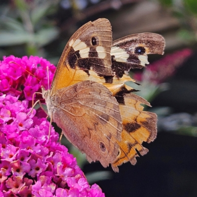 Heteronympha merope (Common Brown Butterfly) at Braidwood, NSW - 16 Mar 2024 by MatthewFrawley