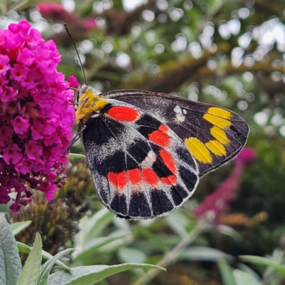 Delias harpalyce (Imperial Jezebel) at QPRC LGA - 16 Mar 2024 by MatthewFrawley