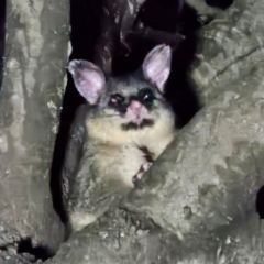 Trichosurus vulpecula (Common Brushtail Possum) at QPRC LGA - 16 Mar 2024 by MatthewFrawley