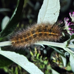 Ardices canescens (Dark-spotted Tiger Moth) at Braidwood, NSW - 16 Mar 2024 by MatthewFrawley