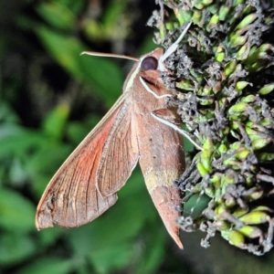 Hippotion scrofa at QPRC LGA - 16 Mar 2024