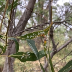 Protyora sterculiae (Kurrajong star psyllid) at Hackett, ACT - 16 Mar 2024 by waltraud