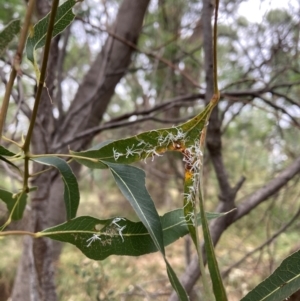 Protyora sterculiae at Mount Majura - 16 Mar 2024 03:55 PM