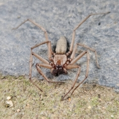 Unidentified Other hunting spider at QPRC LGA - 16 Mar 2024 by MatthewFrawley